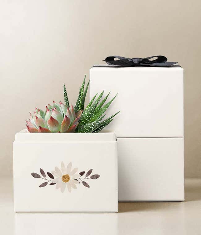 Echeveria Succulent &amp; Haworthia Succulent Plants in a white gift box with a watercolor daisy illustration