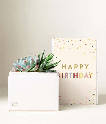Lula's Garden &reg; Birthday Glow Succulent Gift