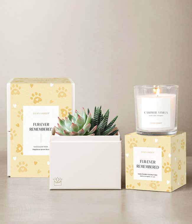 A mixed succulent garden in a white planter, Cashmere Vanilla candle, and pet remembrance gift packaging with paw print design.