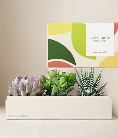 Lula's Garden &reg; Deluxe Verdant Gift Box