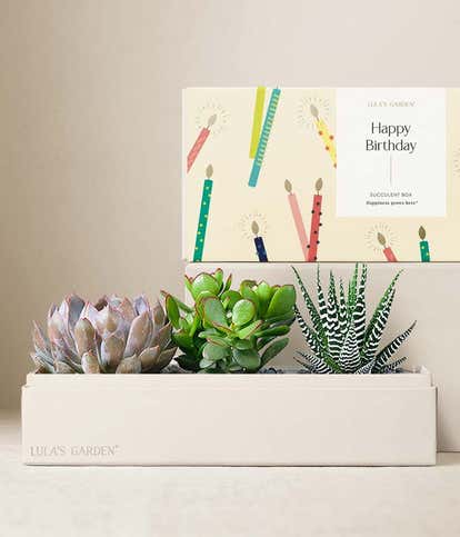 Lula's Garden &reg; Birthday Verdant Succulent Gift