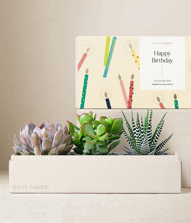Lula's Garden &reg; Birthday Verdant Succulent Gift