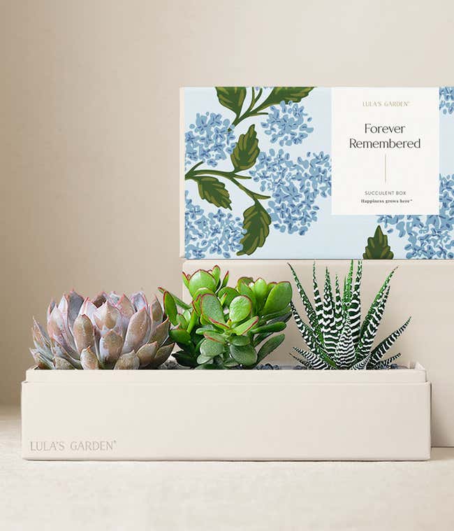 Cherished Memories Lula's Garden &reg; Verdant Succulent Gift 