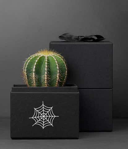Lula's Garden &reg;  Halloween Cacti Noir
