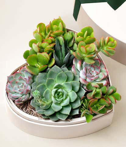 Lula's Garden &reg; Heart Shaped Succulent Garden
