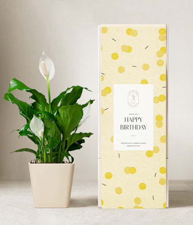 Lula's Garden &reg; Birthday Peace Lily Plant 