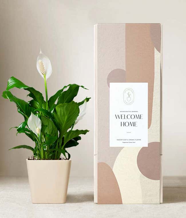 Peace lily plant with white blooms in a matte dark gray ceramic pot, displayed next to a modern beige and blush-toned gift box labeled Welcome Home.