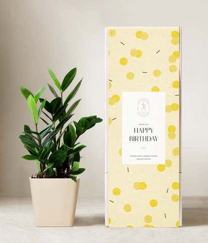 Lula's Garden &reg; Birthday ZZ Plant 