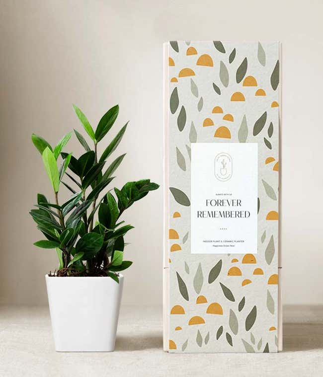 Lula's Garden &reg; Sympathy ZZ Plant 