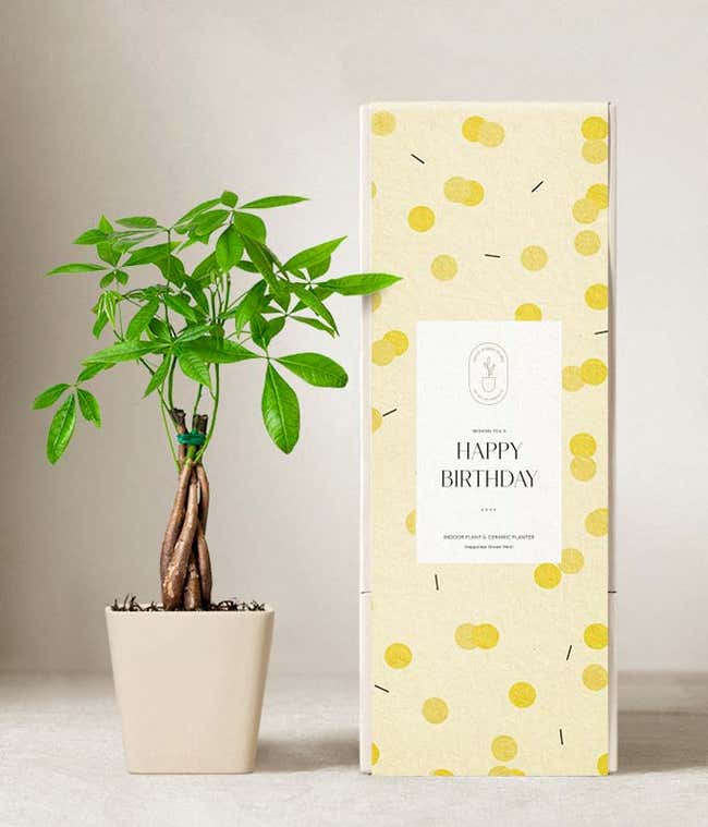 Lula's Garden &reg; Birthday Money Tree Plant 