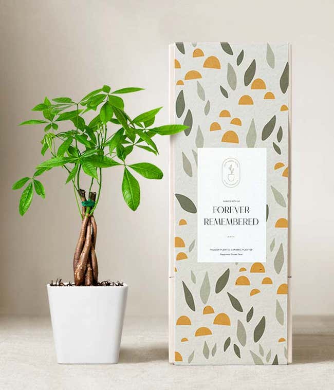 Lula's Garden &reg; Sympathy Money Tree Plant