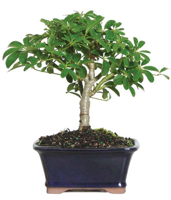 Dwarf Umbrella Tree Bonsai Plant in a Ceramic Container
