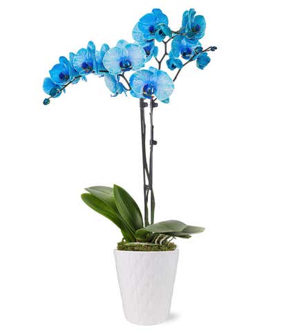 Blue Sapphire Orchid
