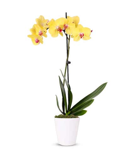 Lustrous Yellow Orchid Plant