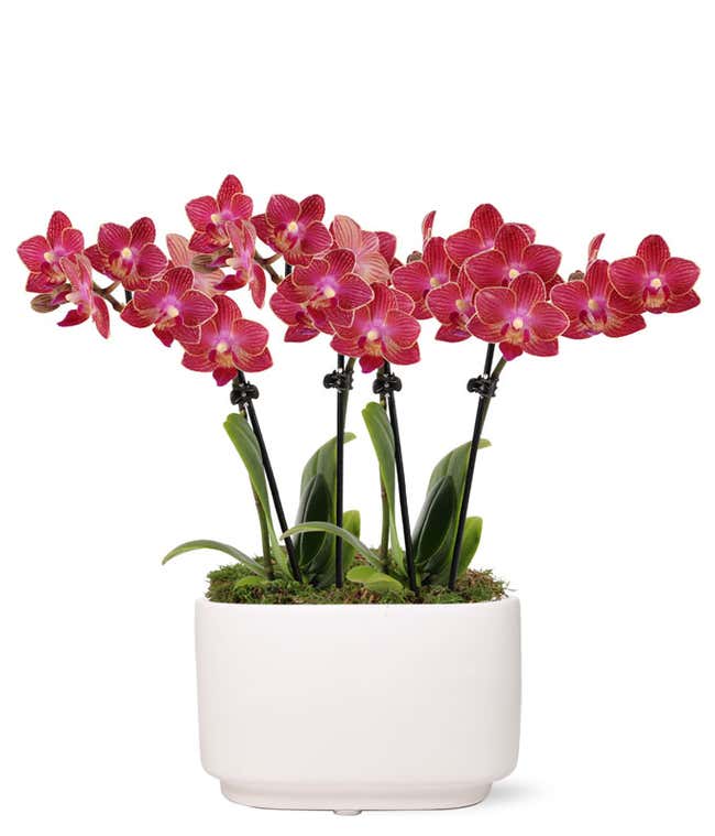 Four stalks of deep pink/red orchid blooms emerge from a white ceramic container that is 4 inches long 