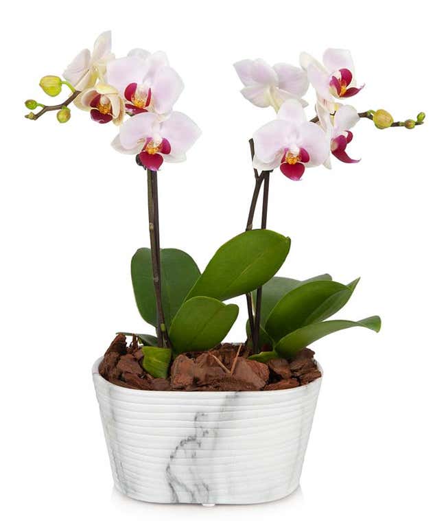 White orchid with purple center in a marble effect container