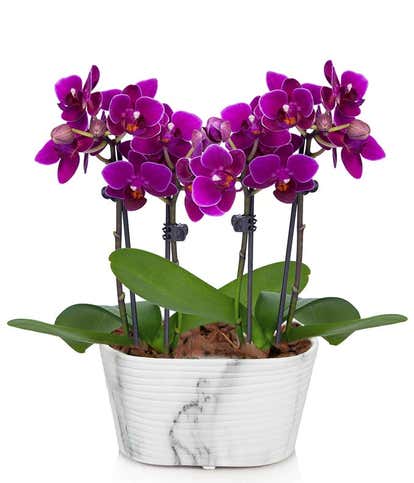 Picturesque Purple Mini Orchid