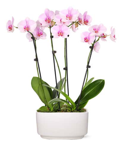 Pure Love Orchid Plant
