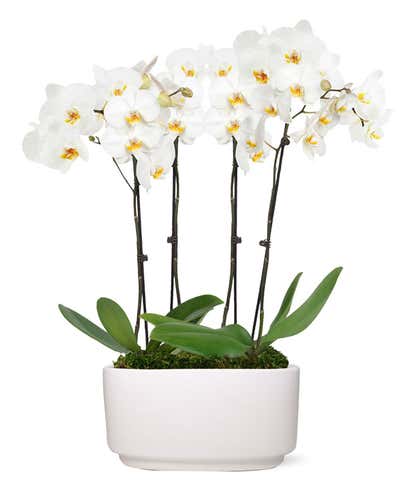 Snowy White Orchid Plant