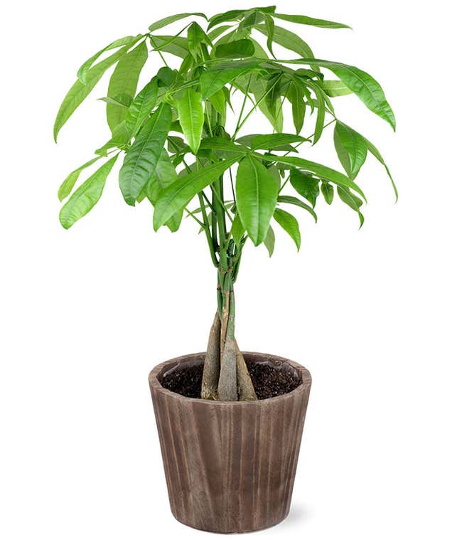 Housewarming Money Tree &ndash; Living Plant Gift