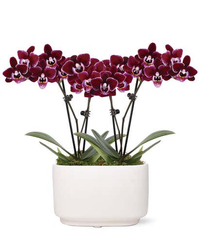 Perfect Plum Mini Orchids