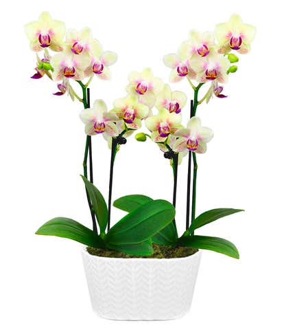 Sunny Smiles Orchid Duo 