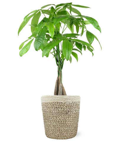 Auspicious Potted Money Tree