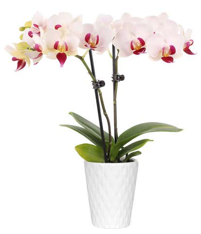 Whimsy & Wonder Mini Orchid