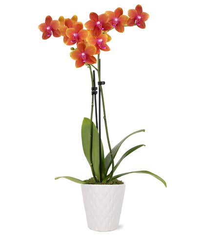 Sweet as a Peach Orchid Plant