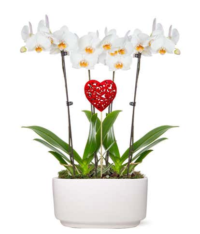 Forever Love Orchid Garden