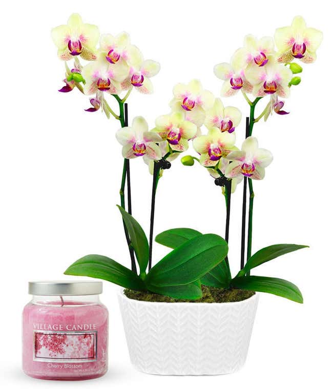 An orchid arrangement with multiple cream and purple blossoms and lush green leaves in a white textured ceramic pot, paired with a cherry blossom-scented glass jar candle.