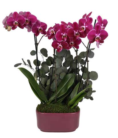 Deep Purple Orchid Duo with Eucalyptus