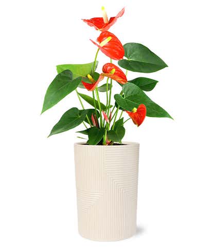 Orange Anthurium Plant