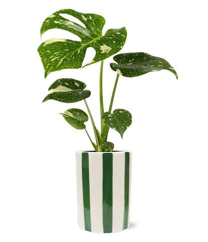 Bold Monstera Plant