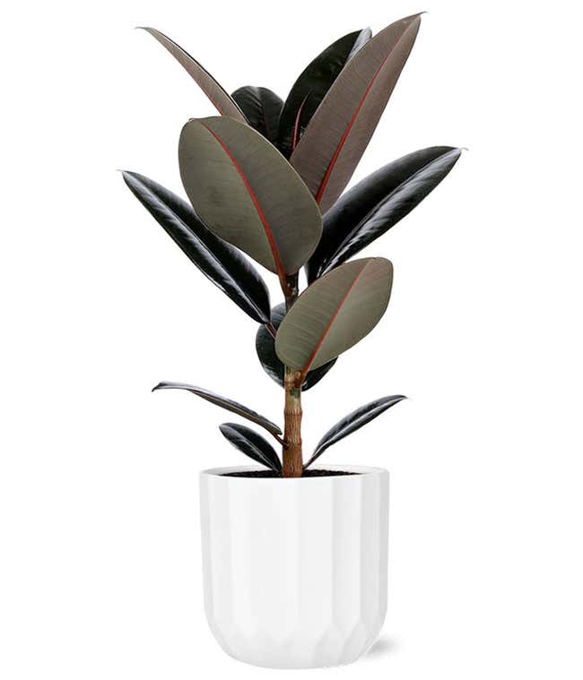 Ficus Elastica Burgundy plant with deep green and burgundy-toned glossy leaves, displayed in a white ribbed planter.