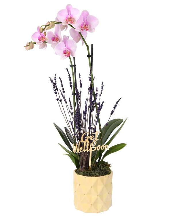 White orchid plant with vibrant green leaves, accented by sprigs of purple lavender and displayed in a textured gold ceramic planter with a Get Well Soon Pick.