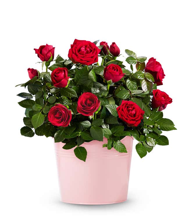 Radiant Red Rose Plant