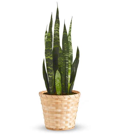 Snake Plant in Basket
