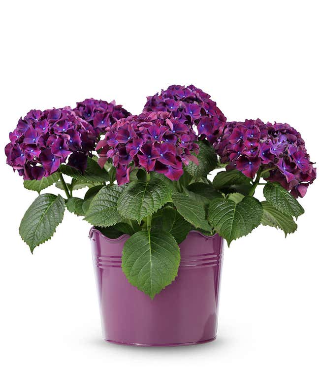 Deep purple hydrangea plant with lush green leaves in a glossy plum-colored pot with a scalloped edge.